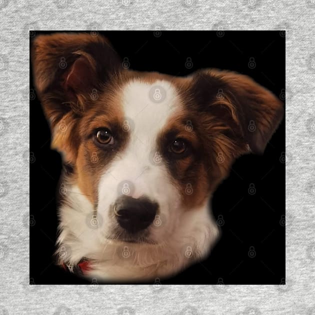 Charly Australian Shepherd Mix by Noamdelf06